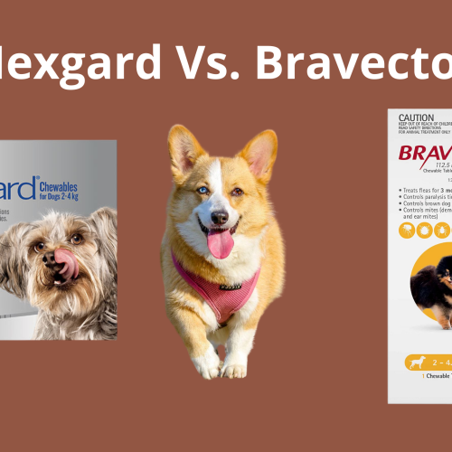 Nexgard vs. Bravecto: Which Flea Treatment is Best for Your Dog?
