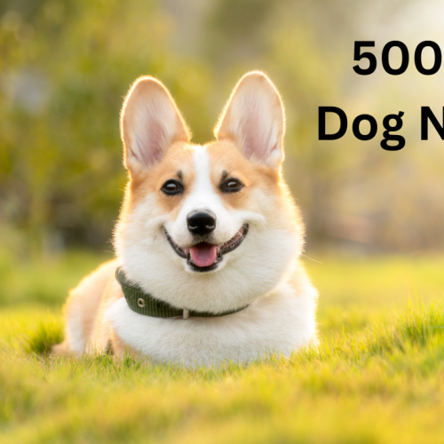 500 Girl Dog Names: The Ultimate Guide to Naming