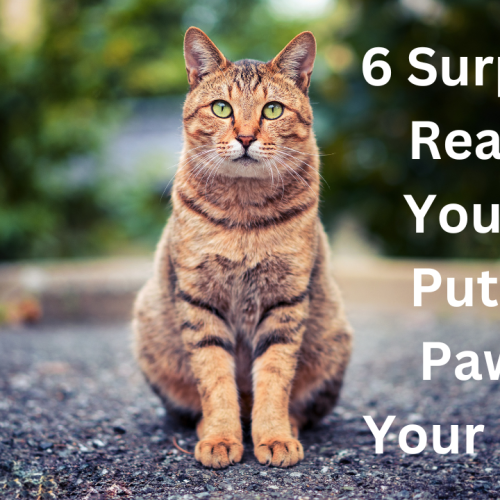 6 Surprising Reasons Your Cat Puts His Paw on Your Mouth