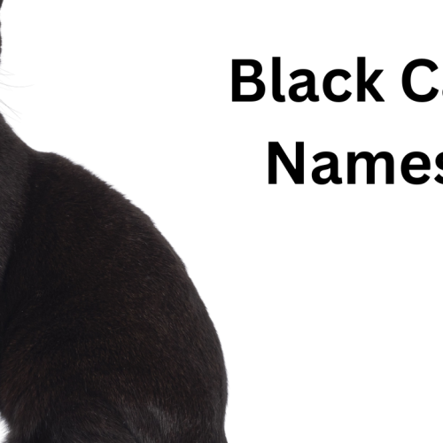 100 Black Cat Names: Unique and Charming Ideas