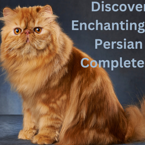 Discover the Enchanting Orange Persian Cat: Complete Guide