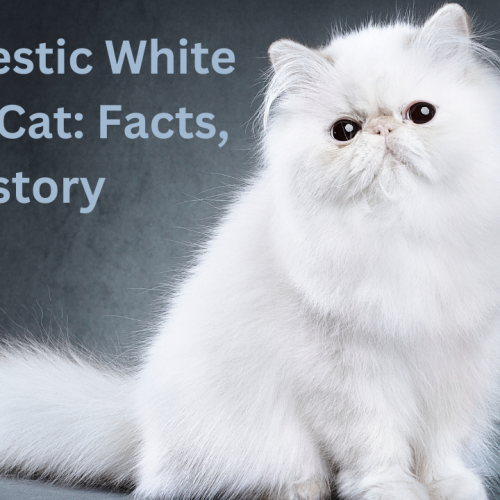 The Majestic White Persian Cat: Facts, History