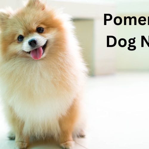 Pomeranian Dog Names: Cute and Charming Ideas