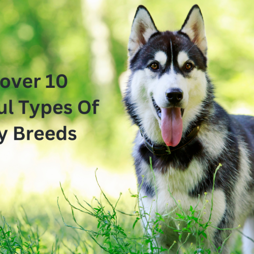 Discover 10 Beautiful Types of Husky Breeds